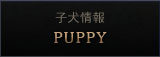 子犬情報