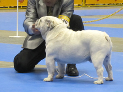 成犬のお引渡し