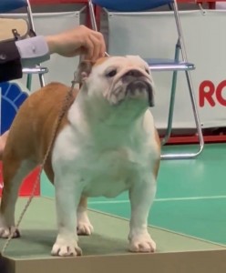 ロイヤルカナン２