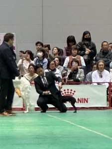 ディシュ１