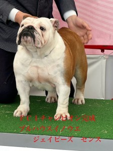 インターチャンピオン１