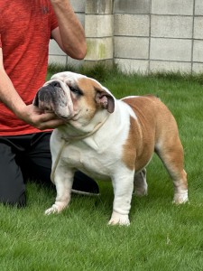 成犬１